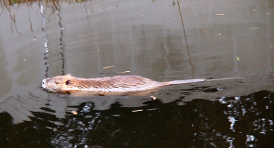 [The nutria swims from right to left with the top section of its body and nearly half its tail out of the water.]